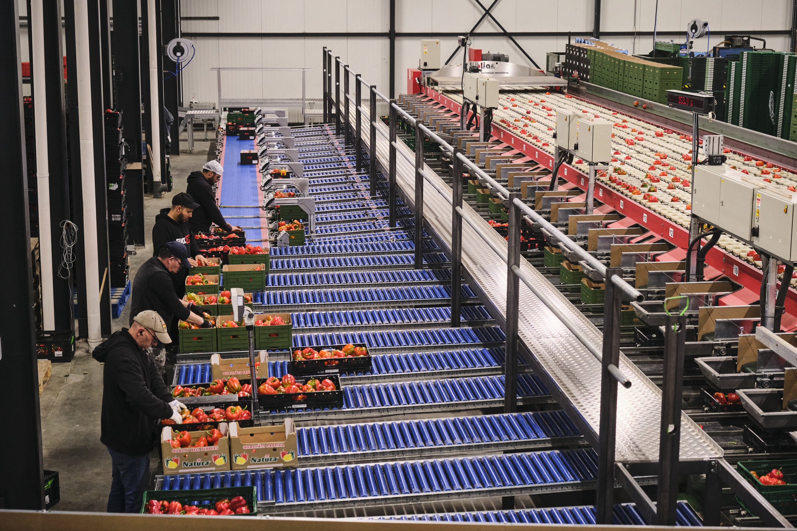 Paprika’s op de sorteerlijn van Kwekerij Overgaag
