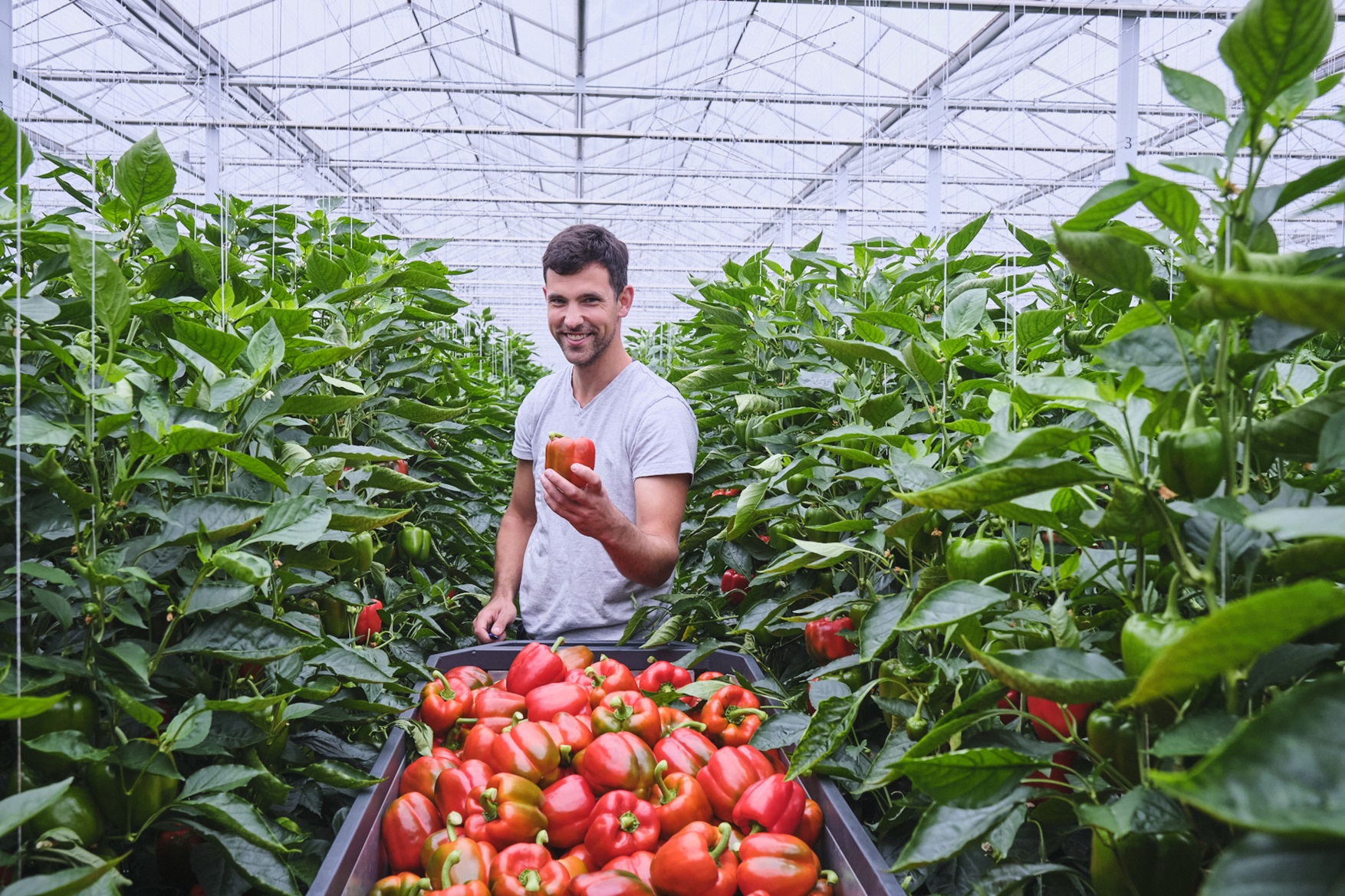 Medewerker tussen de paprikaplanten in de kas